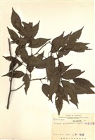 藏品(細齒千金榆)的圖片